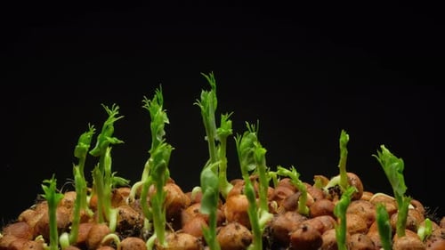 Pea Seedlings Sprout in a Time Lapse