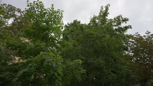 Light Rain Falling at Background of Green Tree Crowns and Overcast Cloudy Sky