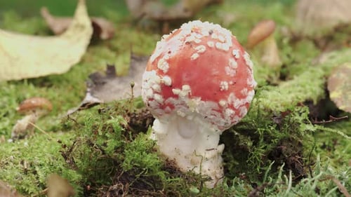 Amanita, a red fly agaric. Mushroom in the moss close-up. Spinning around