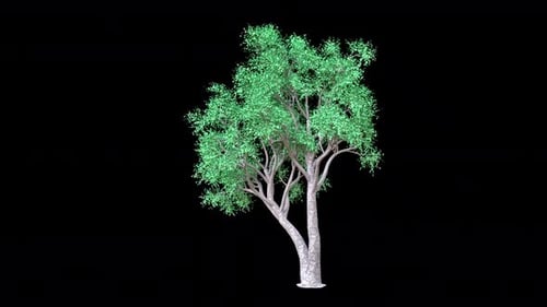 Juniper Tree