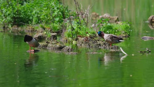 Enten schlafen, putzen ihre Federn, fressen Algen. Enten spiegeln sich wunderschön im Wasser
.