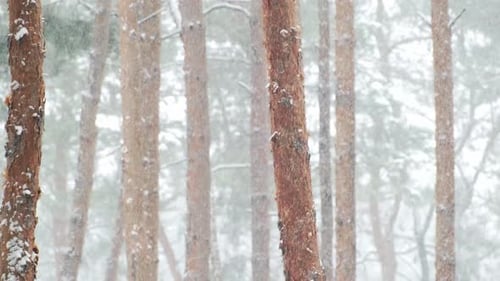 Winter scenery with snow falling on fir tree branch