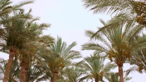 Palm Trees Bottom View on Blue Sky Background Tropical Coconut Palm Leaf Trees at Sunlight Beach on