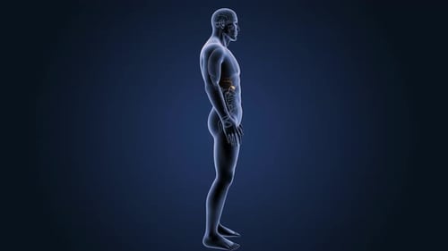3D Human Anatomy with Highlighted Gallbladder Rotation