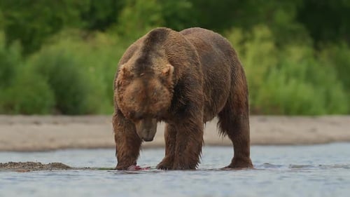 Brown Bear scouting for Salmon fish in a river stream at Kamchatka, Russian federation