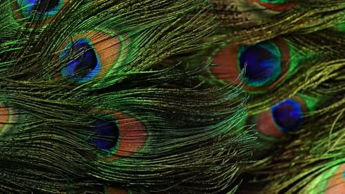 Macro of Peacock Feathers Under Soft Studio Light Highlights Natural Geometry
