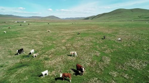 Aerial View of Cows Herding and Slowly Walking on Green Meadow Beautiful Sunny Day Orbital Shot Cows
