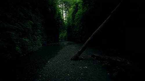 Terrible Morning in the Forest, Horror Scene, Scary Shadows, Mystical Trees