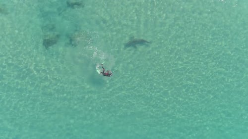 A drone view of sharks swimming in clear water, Hadera in Israel
