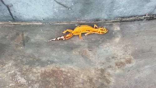 Leopard Gecko