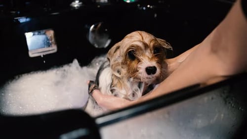 Professional Dog Care Bathing with Foam in the Grooming Salon
