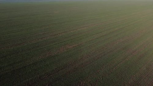 Großes grünes Feld, junge grüne, kleine Sprossen von Getreidepflanzen an einem sonnigen Tag