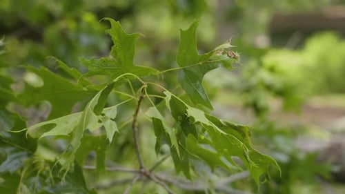 Green Oak Leaves Close Up in Nature