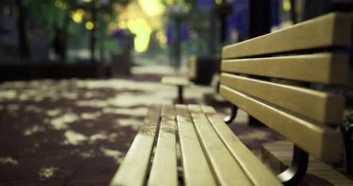 Sunlight Shines on Empty Park Benches in a Vibrant Community Space