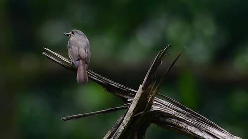 The Hill Blue Flycatcher is found at high elevation habitat it has blue feathers and orange-like bre