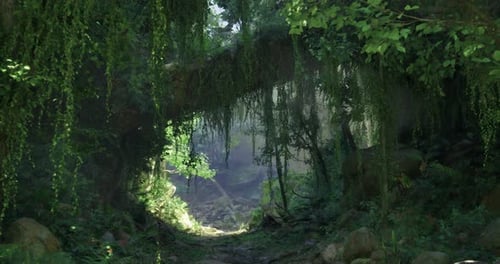 Exploring a Lush Pathway Surrounded By Greenery in a Serene Forest