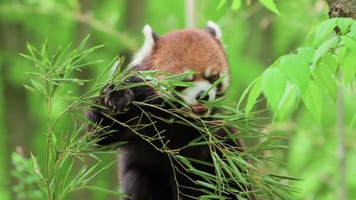 Roter Panda isst Bambusblätter - Nahaufnahme
