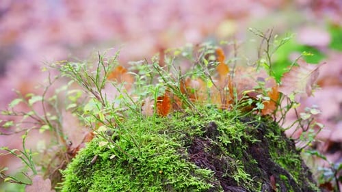 Golden Oak leaves scattered along the riverbank. Ferns with leaves entangled. Close up nature scene