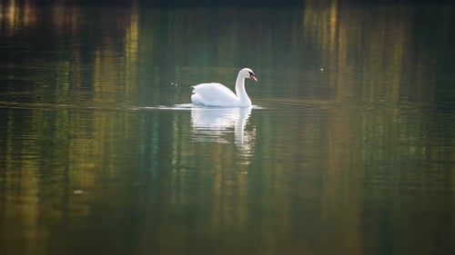 Elegant white swan grooming, cleaning feathers on the lake. Slow-motion video. Pan right. Blurry ref