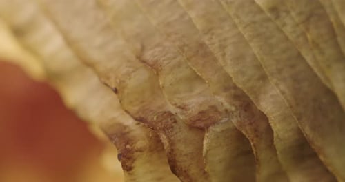 Macro shot of the slats of a yellow mushroom with shallow depth of field.