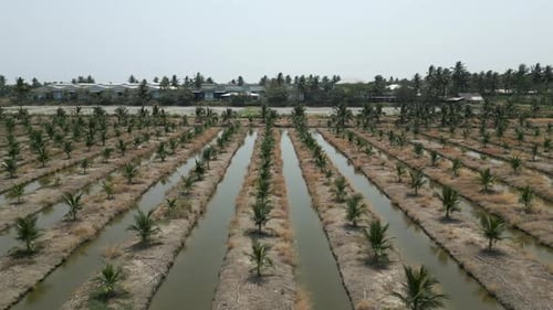 Panoramic View of a Field of Coconut Palms