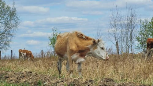 Cows Grazing on a Meadow One Cow Looking at the Camera and Goes Away Beautiful Summer Day