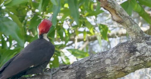 Pileated woodpecker perched on a tree branch, scanning surroundings in a bright forest canopy