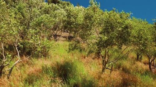 Walking near a row of olive trees on a windy day.