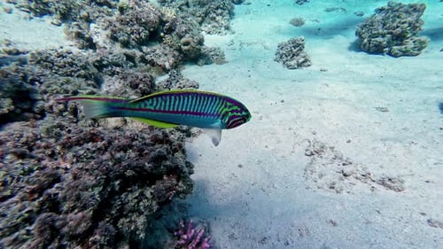 Colorful wrasse fish swimming in clear coral reef sea near scuba diver.