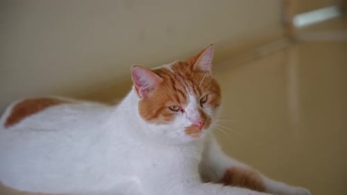White Cat with Orange Spots Resting Indoors