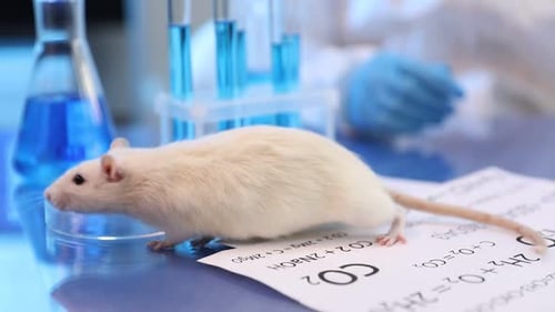 Albino rat on desk in laboratory setting