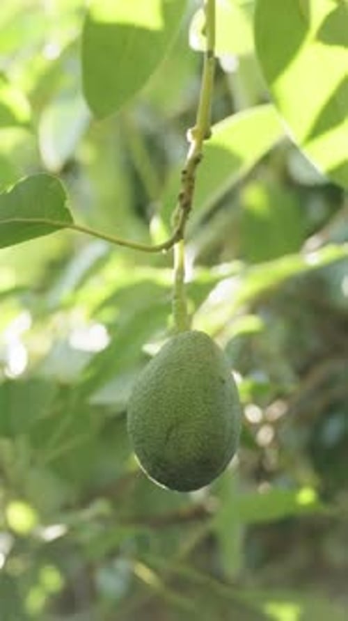 Avocado Growing on Tree in Sunny Orchard