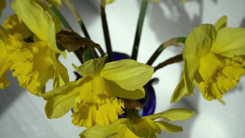 Daffodils Yellow Flowers Bud