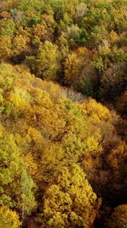 Beautiful autumn. Yellow top trees in forest in fall season. Amazing landscape of autumn colors.