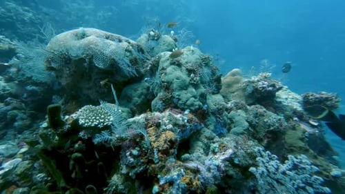 Marine Fishes in Coral Reef Nature Swimming in Blue Sea Water of Tropical Ocean