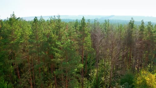 Pinien. Wunderschöne Natur des Waldes. Grüne Nadelbäume bei hellem Tag.