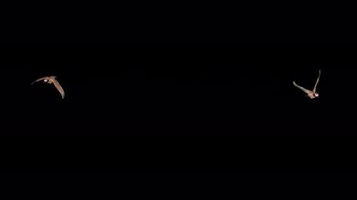 2 Canada Goose Birds in Canadian Flag Caps - Flying Around Screen Loop - Alpha Channel - 4K