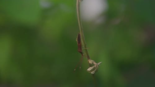 Extreme Nahaufnahme eines Insekts, das im Morgendschungel auf einem Ast ruht, auf tiefgrünem Hintergrund.