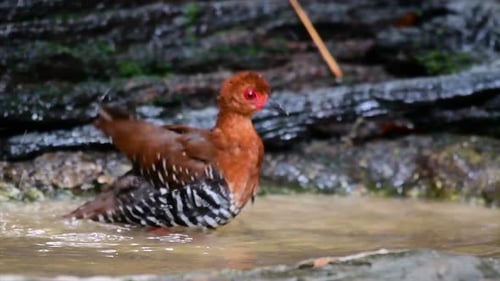 A skittish waterbird found in Thailand in which it likes to stay undergrowth especially thick grass