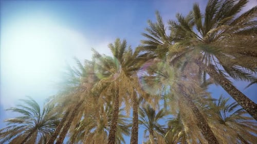 Sunlight Through Palm Trees With Lens Flare