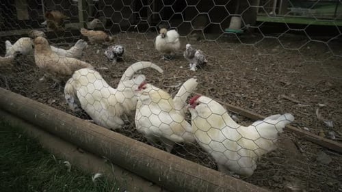 Product shots of chickens at a farm