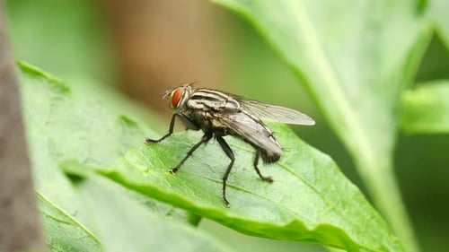 Fly Resting on a Green Leaf in Nature