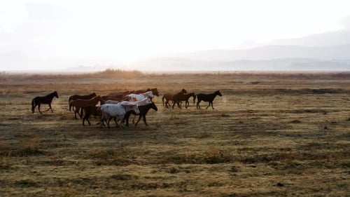Plain With Beautiful Horses During Sunrise In Kayseri, Turkey - drone shot