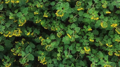 Sunflower plantation from above, aerial rise up view of plants