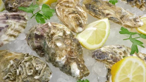 Pacific Oysters Closeup