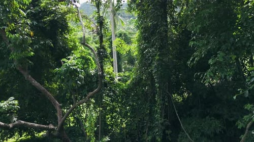 Jungle Green Rainforest Tropical Nature Adventure Travel Tourism Exploring World Contemplating