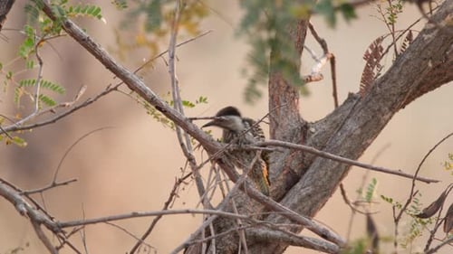Female Cardinal Woodpecker Perching And Pecking On Tree Branch In South Africa. wide shot