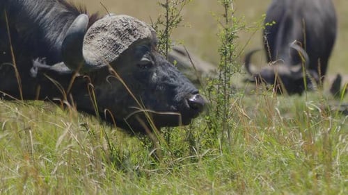 Wildebeest Grazing in tall grass.