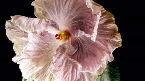 Flower Blooming in Time Lapse Close Up
