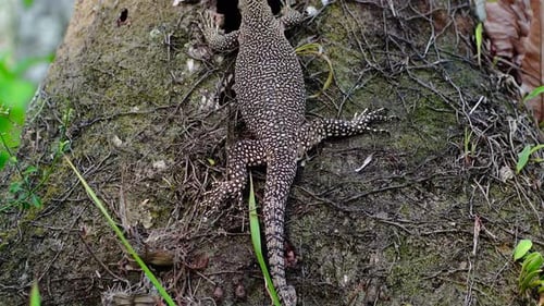 Lézard aquatique asiatique avec motif en pointillés sur la peau d'un tronc d'arbre.